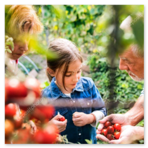 Letnie zbiory warzyw z działki.
