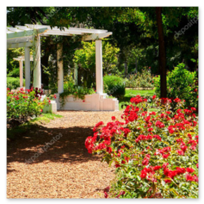 Pergola z pnącymi różami nad ścieżką.