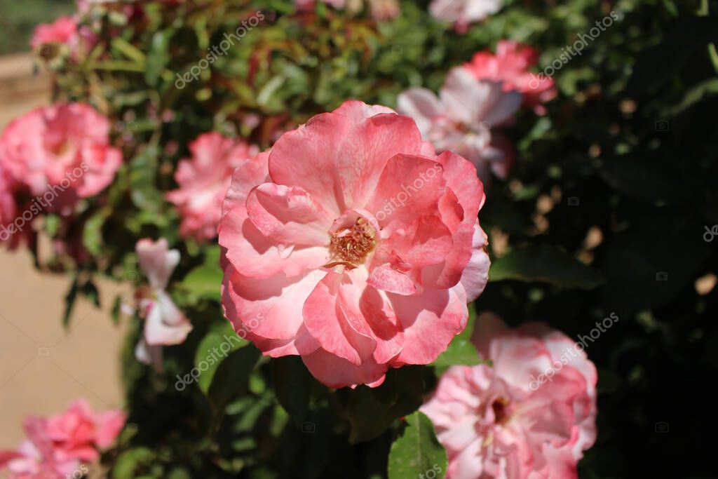 Letnie kwiaty i warzywa na grządkach.